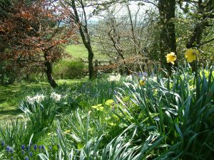 Woodland garden View of the woodland garden at Gors-lwyd Cottage Llithfaen Llyn Peninsula North Wales