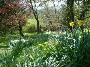 View of the woodland garden at Gors-lwyd Cottage Llithfaen Llyn Peninsula North Wales