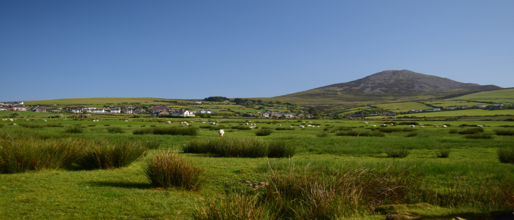 View of Llithfaen and Yr Eifl across fields with sheep and cattle