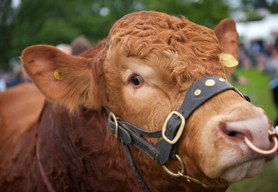 Image of cattle at agricultural show