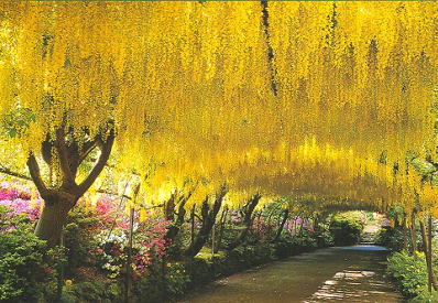 Photo of the Laburnum Arch at Bodnant Gardens Conwy