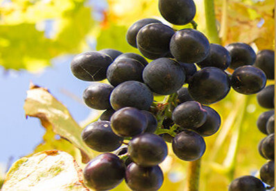 Image of black grapes in a welsh vineyard gwinllan conwy wines