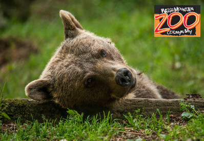 Image of bear cub at welsh mountain zoo