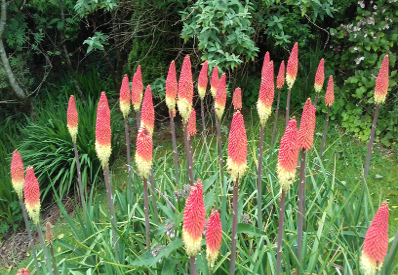 Red Hot Pokers at Gors-lwyd Cottage