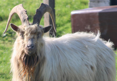 A photo of a Llyn Peninsula wild goat with large horns