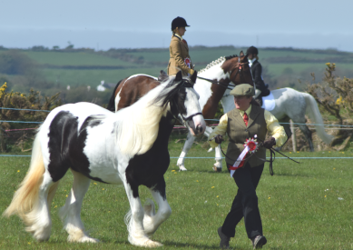 A man wearing a rosette showing a Welsh Mountain horse at an agricultural show.